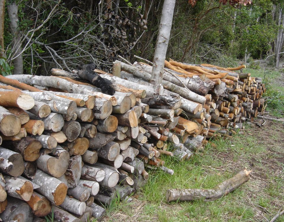Alienazione legna da ardere - Sito del Comune di Crescentino